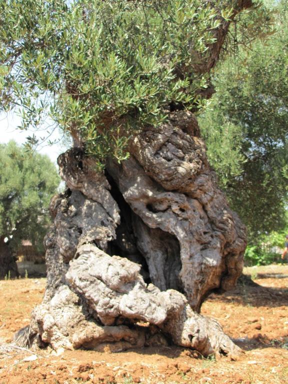 奥斯图尼 Antica Masseria Carparelli旅馆 外观 照片